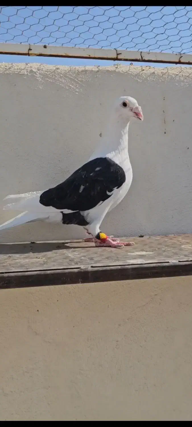 کبوتر|پرنده|برازجان, |دیوار