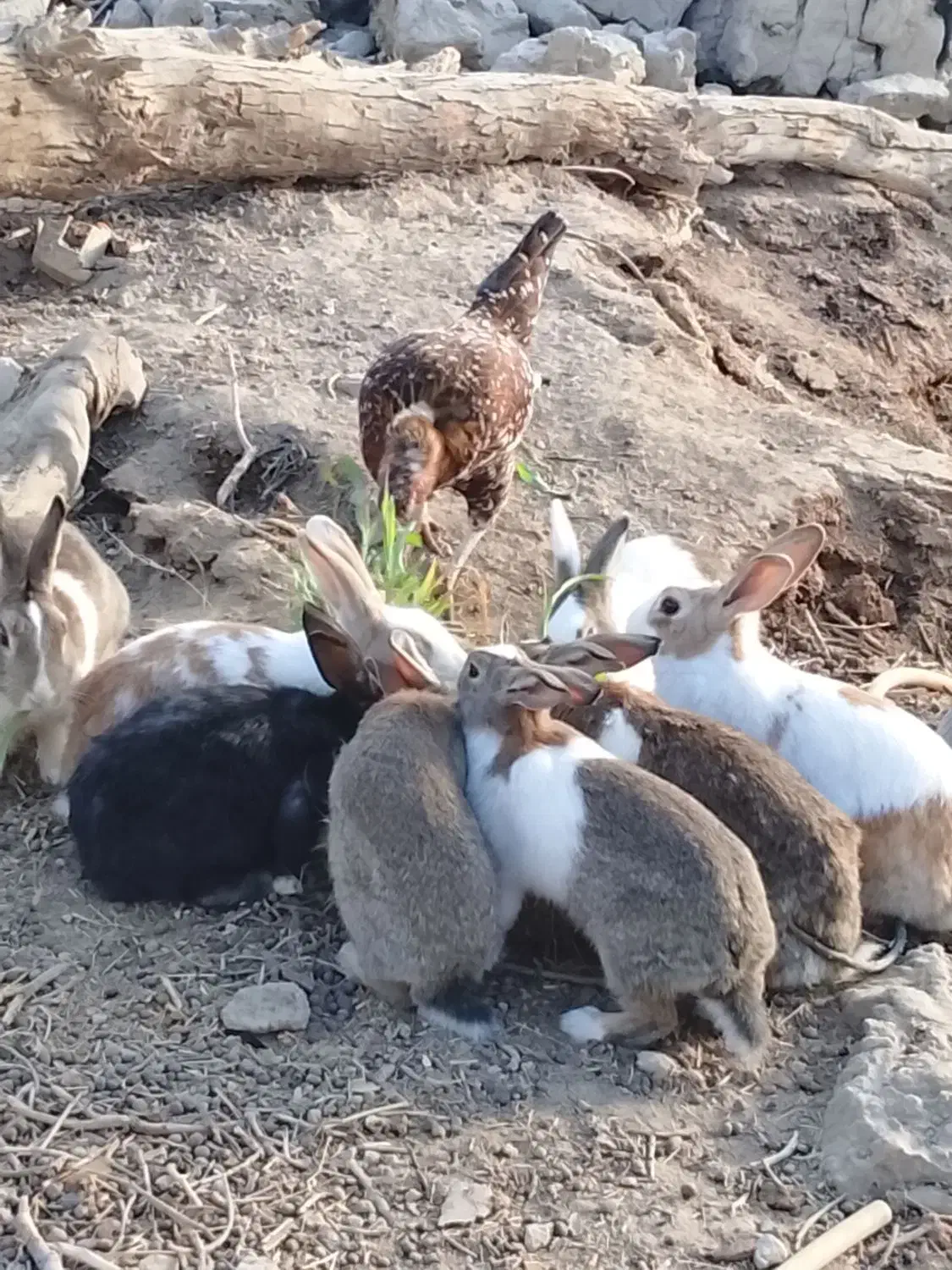 خرگوش|موش و خرگوش|هیرمند, |دیوار