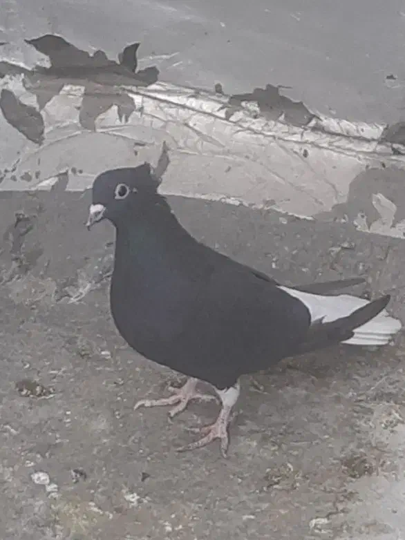 کبوتر ماده دم سفید|پرنده|کرمانشاه, |دیوار