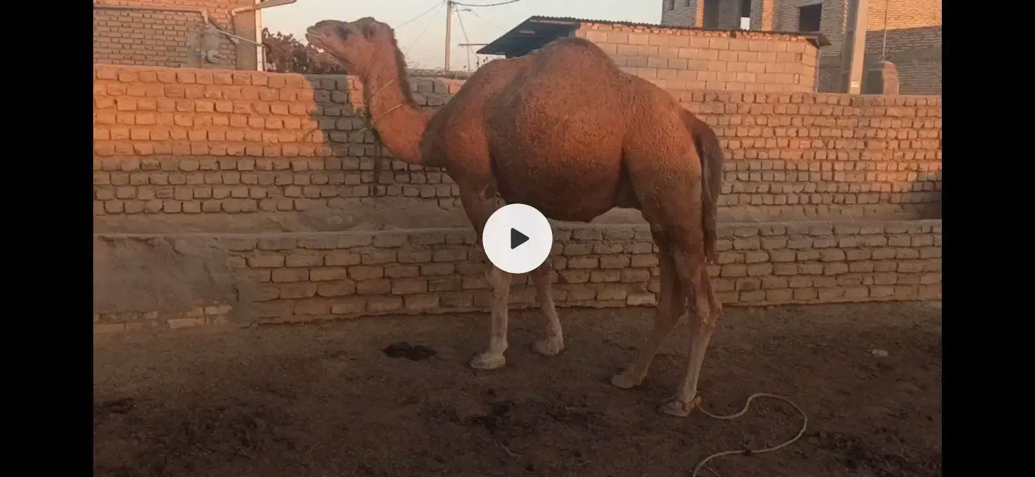 شتر چاق پروار شده درجه یک|حیوانات مزرعه|گنبد کاووس, |دیوار