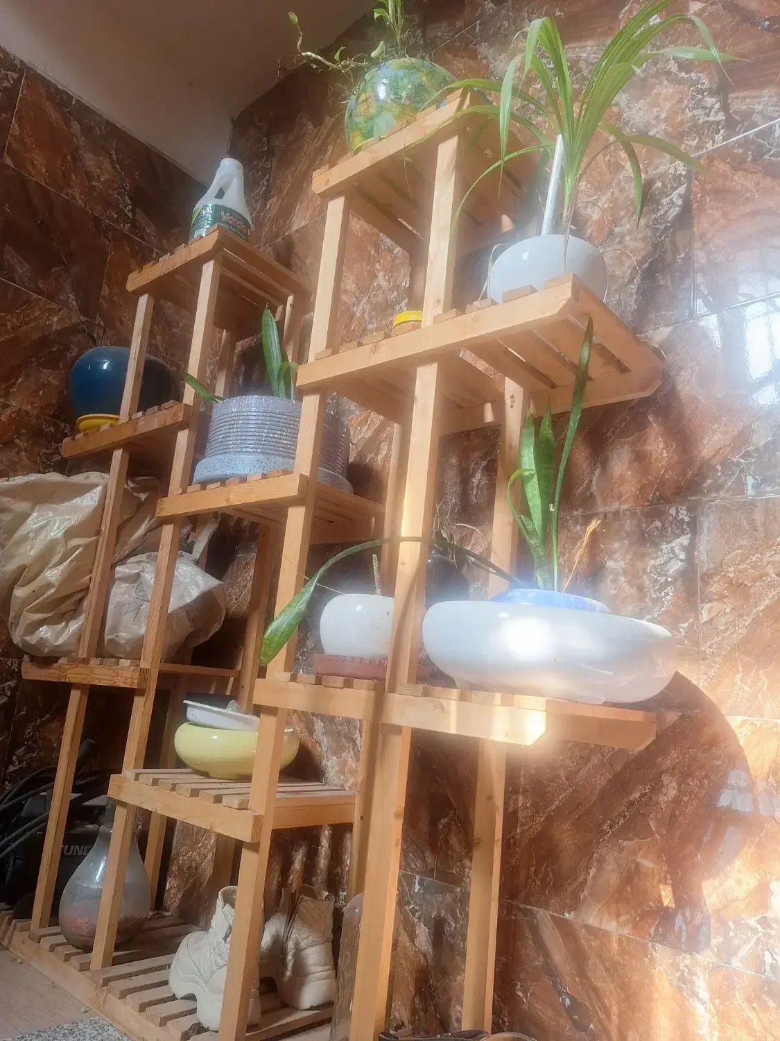 استندگل بزرگ وجادار|گل و گیاه طبیعی|شیراز, جوادیه|دیوار