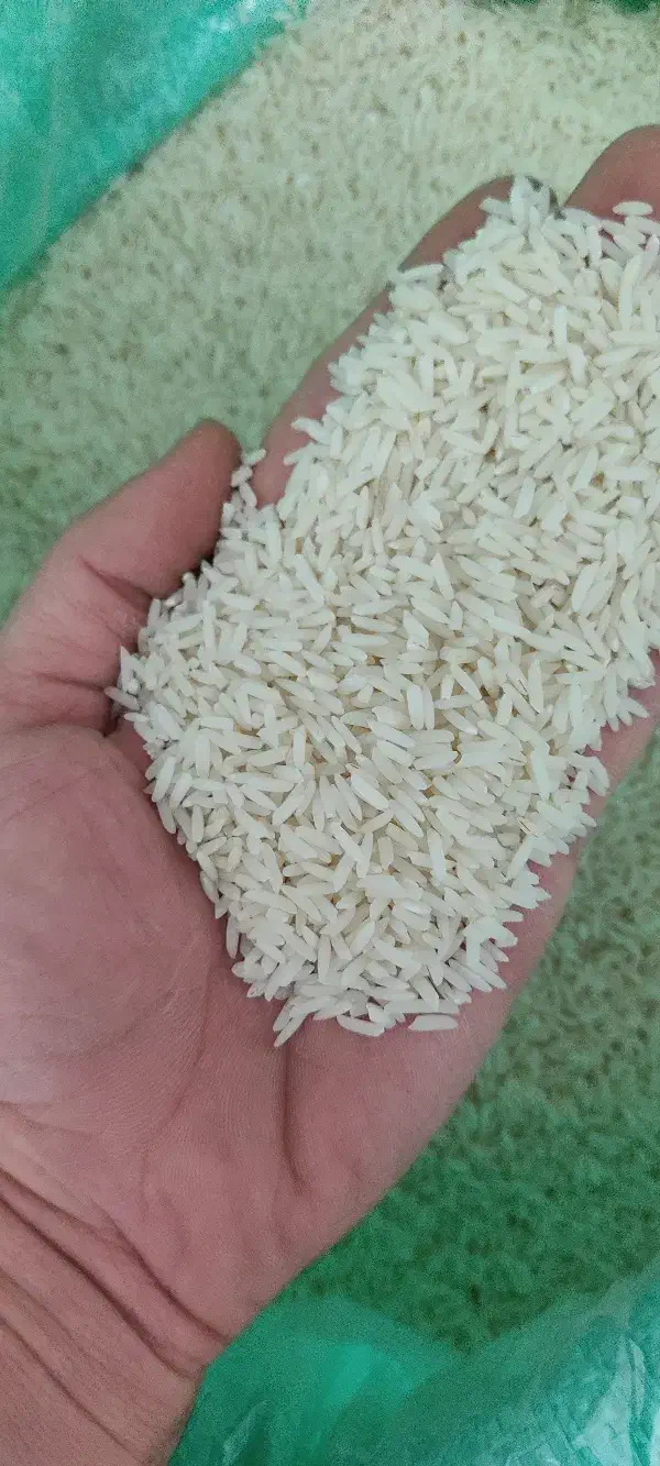 برنج طارم محلی گنبد کاووس|خوردنی و آشامیدنی|گنبد کاووس, |دیوار