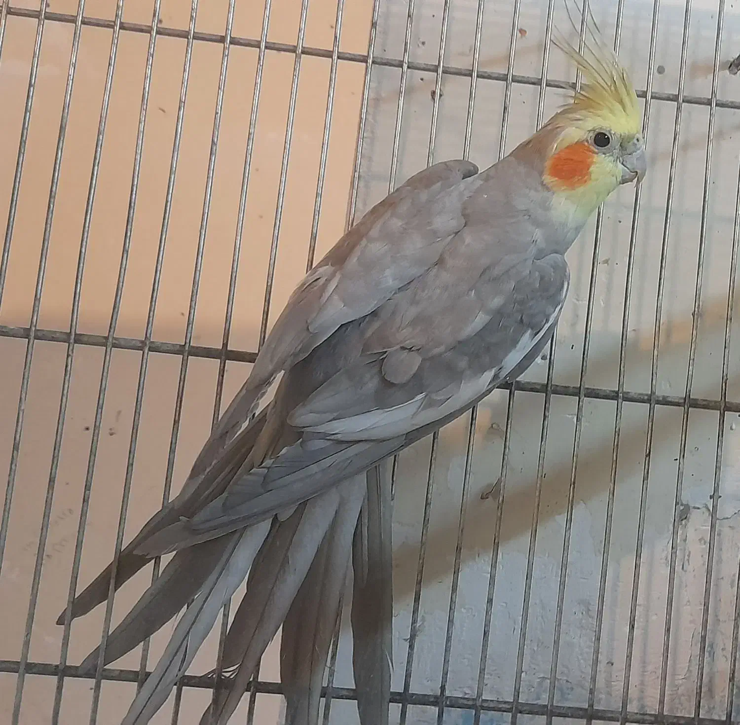 عروس هلندی.طوطی برزیلی.مرغ عشق|پرنده|محلات, |دیوار