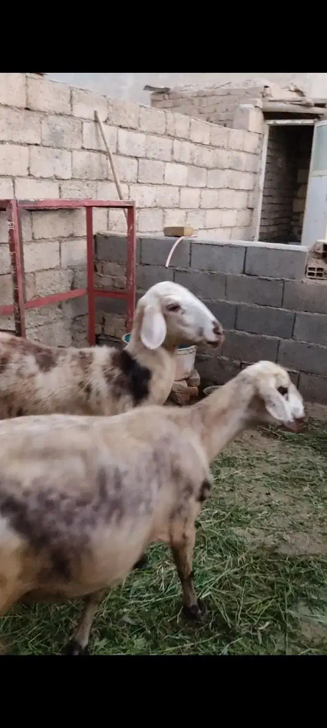 فروش چهارراس میش یک راس نربز|حیوانات مزرعه|زند, |دیوار