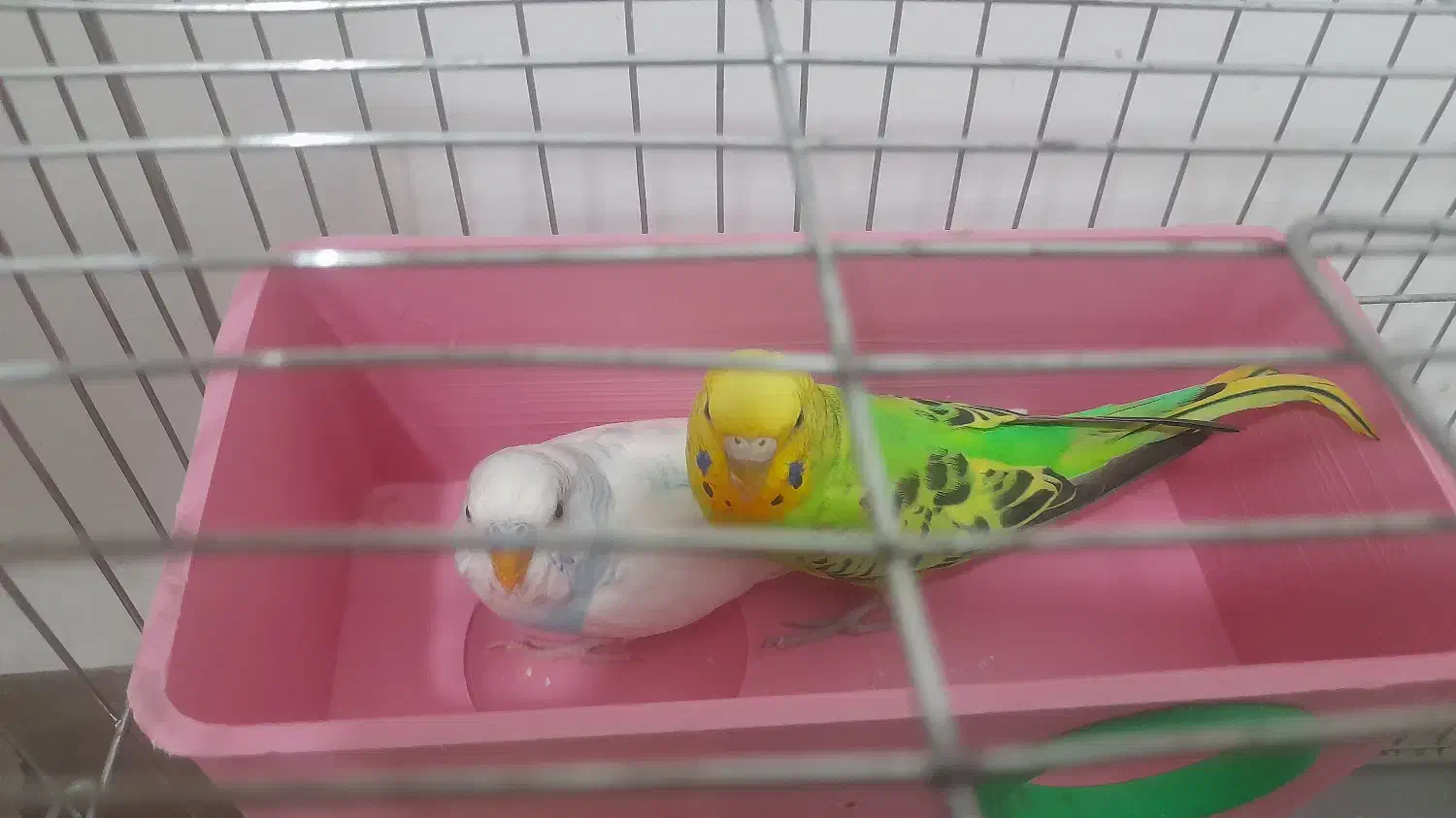 مرغ عشق تخم گزار|پرنده|فولادشهر, مسکن مهر فولادشهر|دیوار