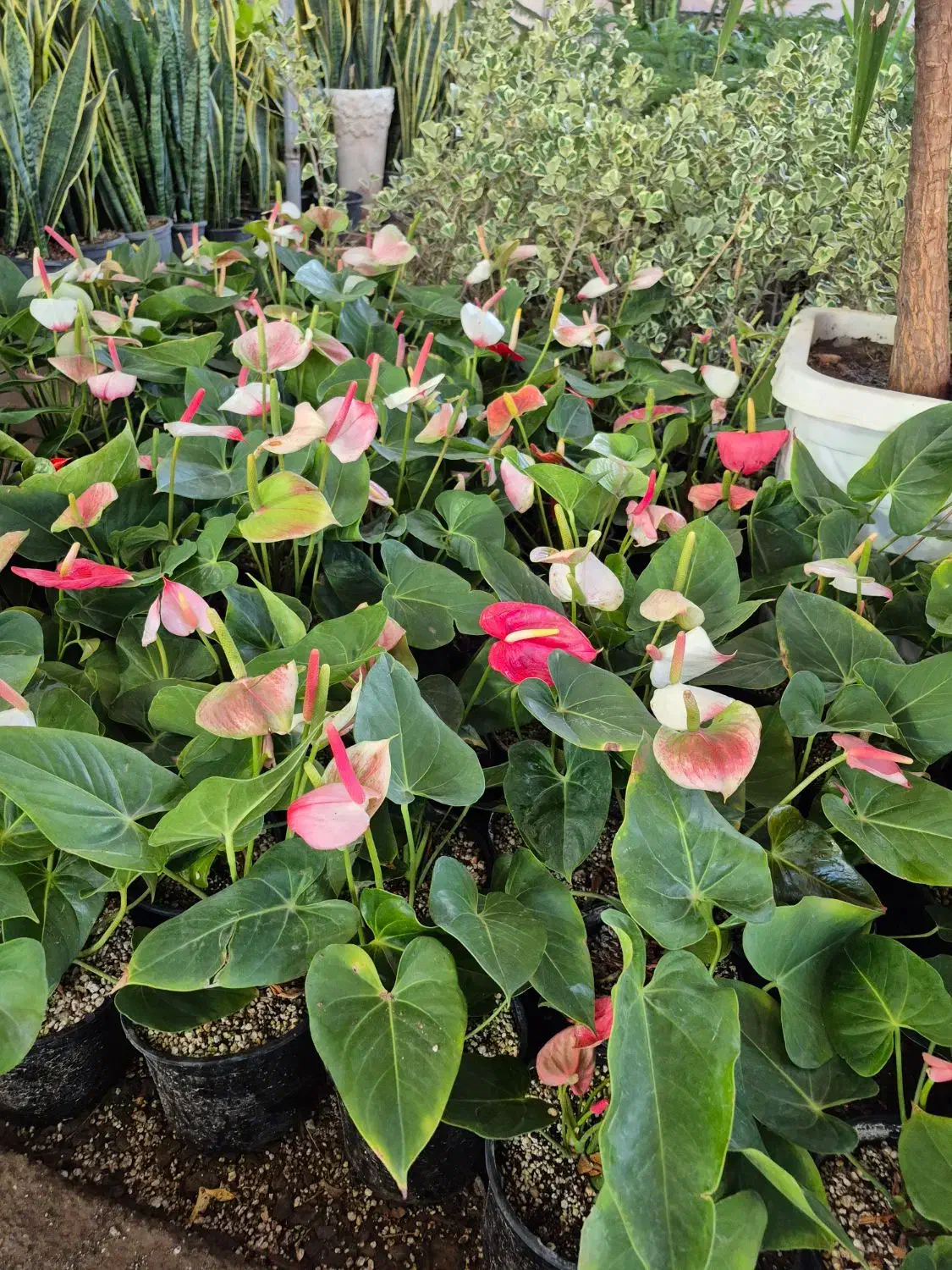 گل آنتریوم قیمت تولیدی|گل و گیاه طبیعی|بیرجند, |دیوار