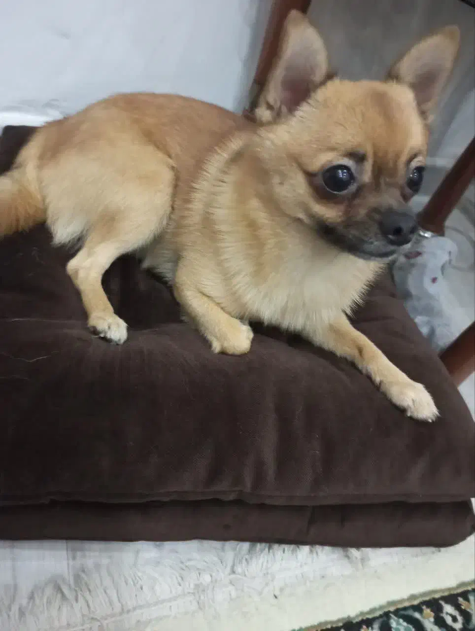 سگ شی واوا عروسکی نر|سگ|خرمآباد, |دیوار