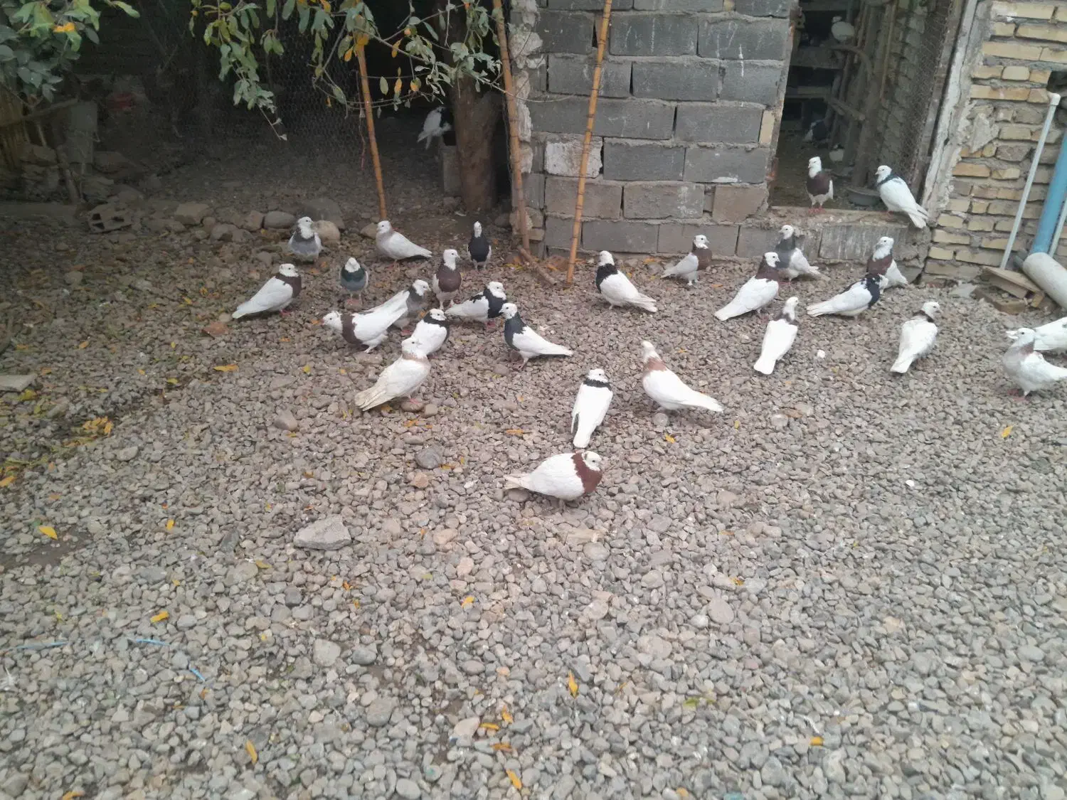 کبوتر طوقی|پرنده|علیآباد کتول, |دیوار