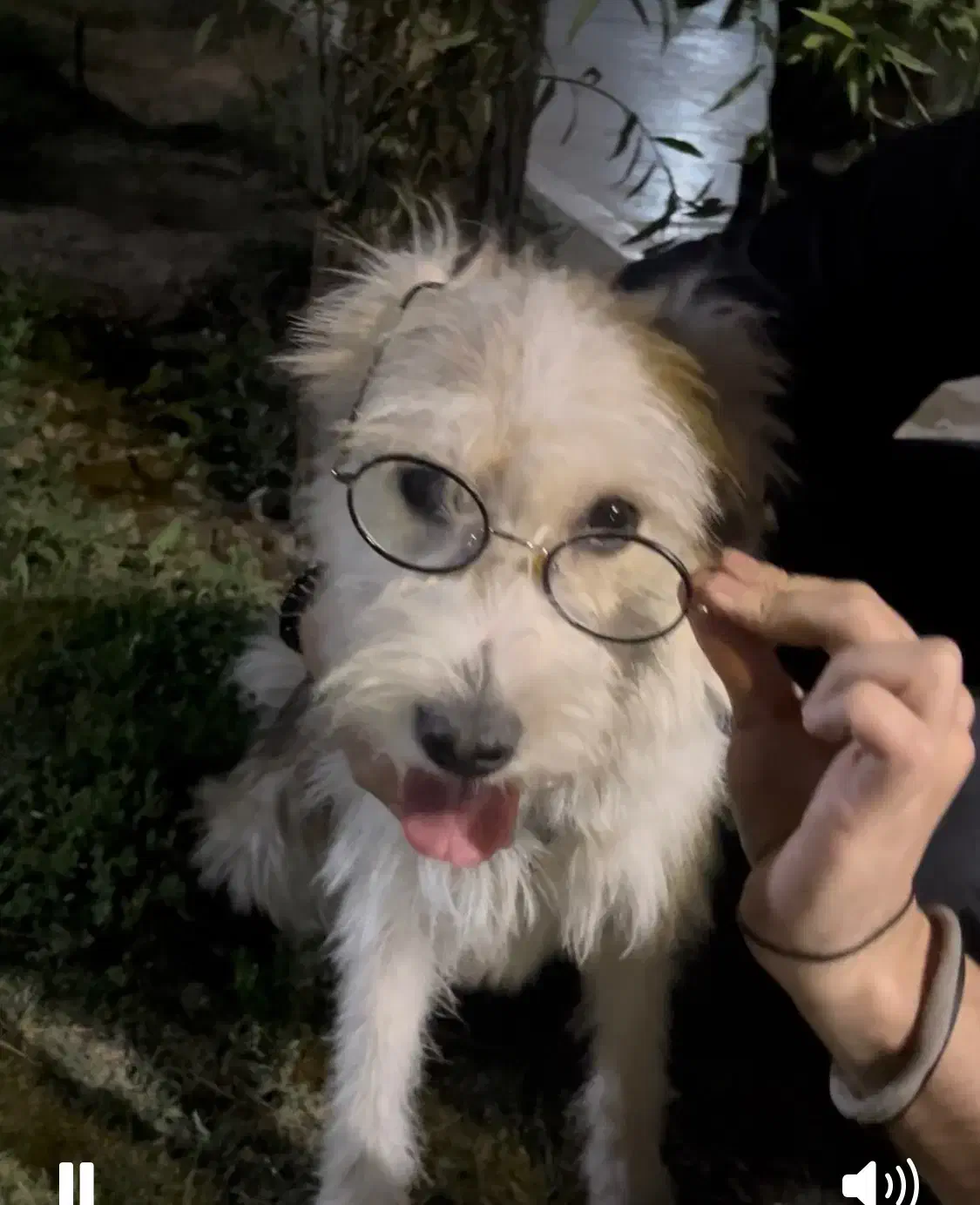 واگذاری رایگان|سگ|تهران, ارامنه|دیوار