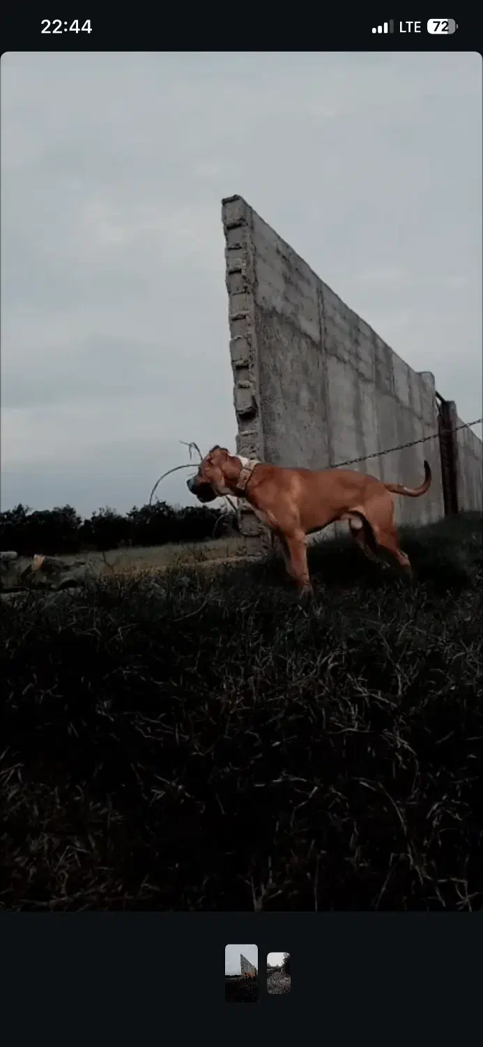 سگ نگهبان|سگ|قائمشهر, |دیوار