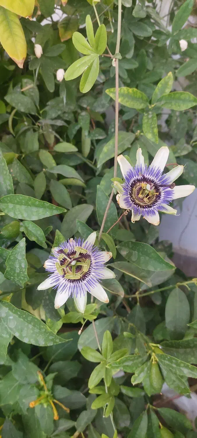 جذب نیرو رستوران سنتی رودهن|استخدام خدمات فروشگاه و رستوران|رودهن, |دیوار