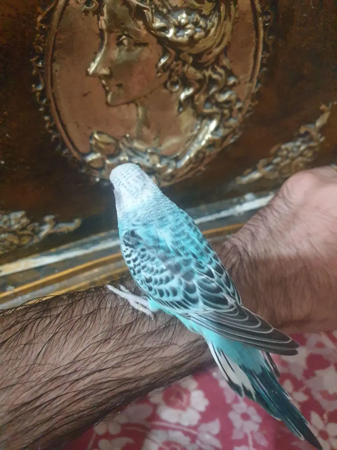 جوجه مرغ عشق|پرنده|تهران, زمزم|دیوار