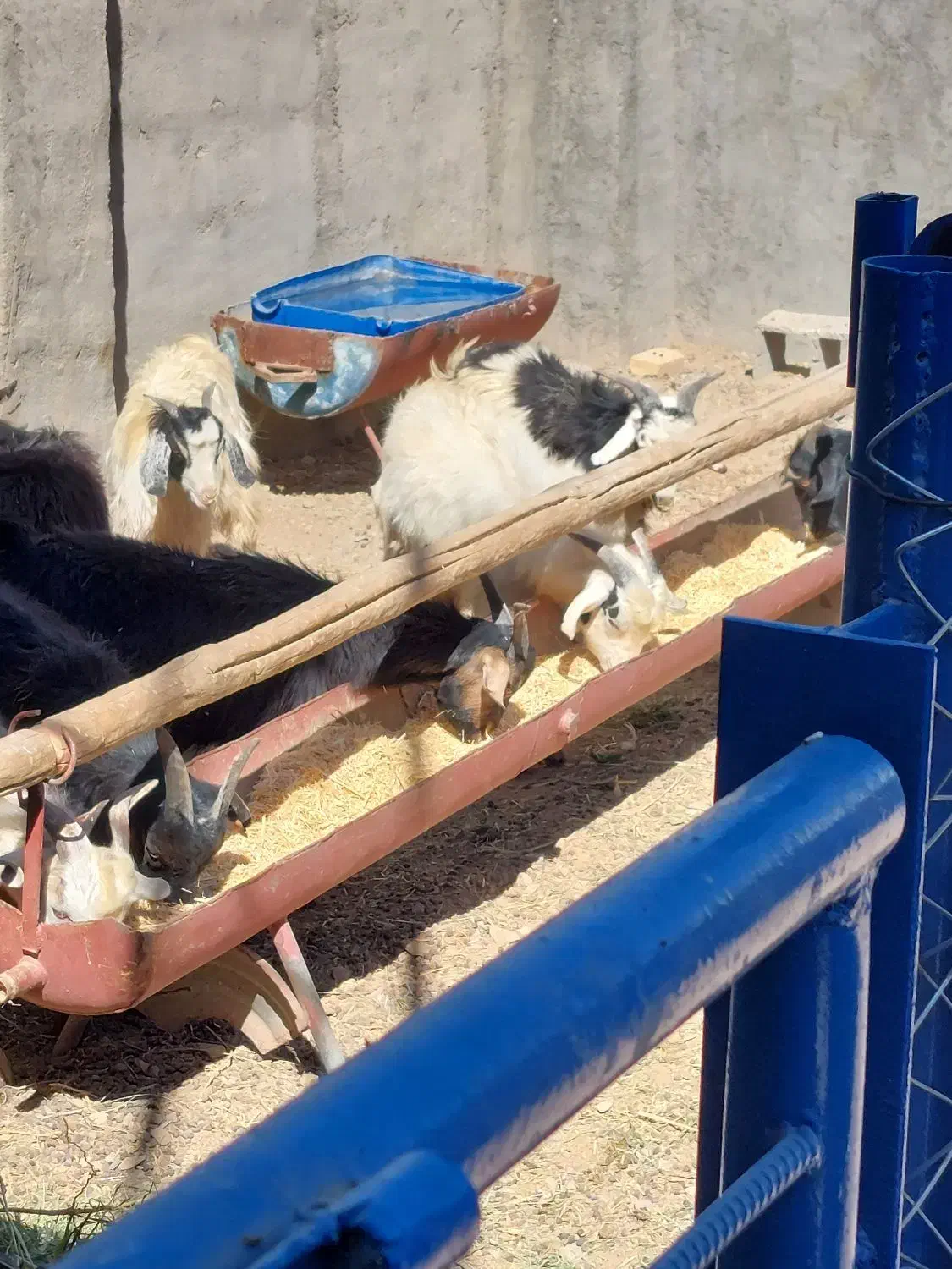 فروش بزغاله نر وماده|حیوانات مزرعه|دلیجان, |دیوار