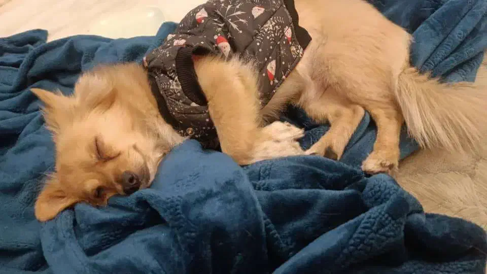 واگذاری دو عدد پامراشپیتز|سگ|فردوسیه, |دیوار