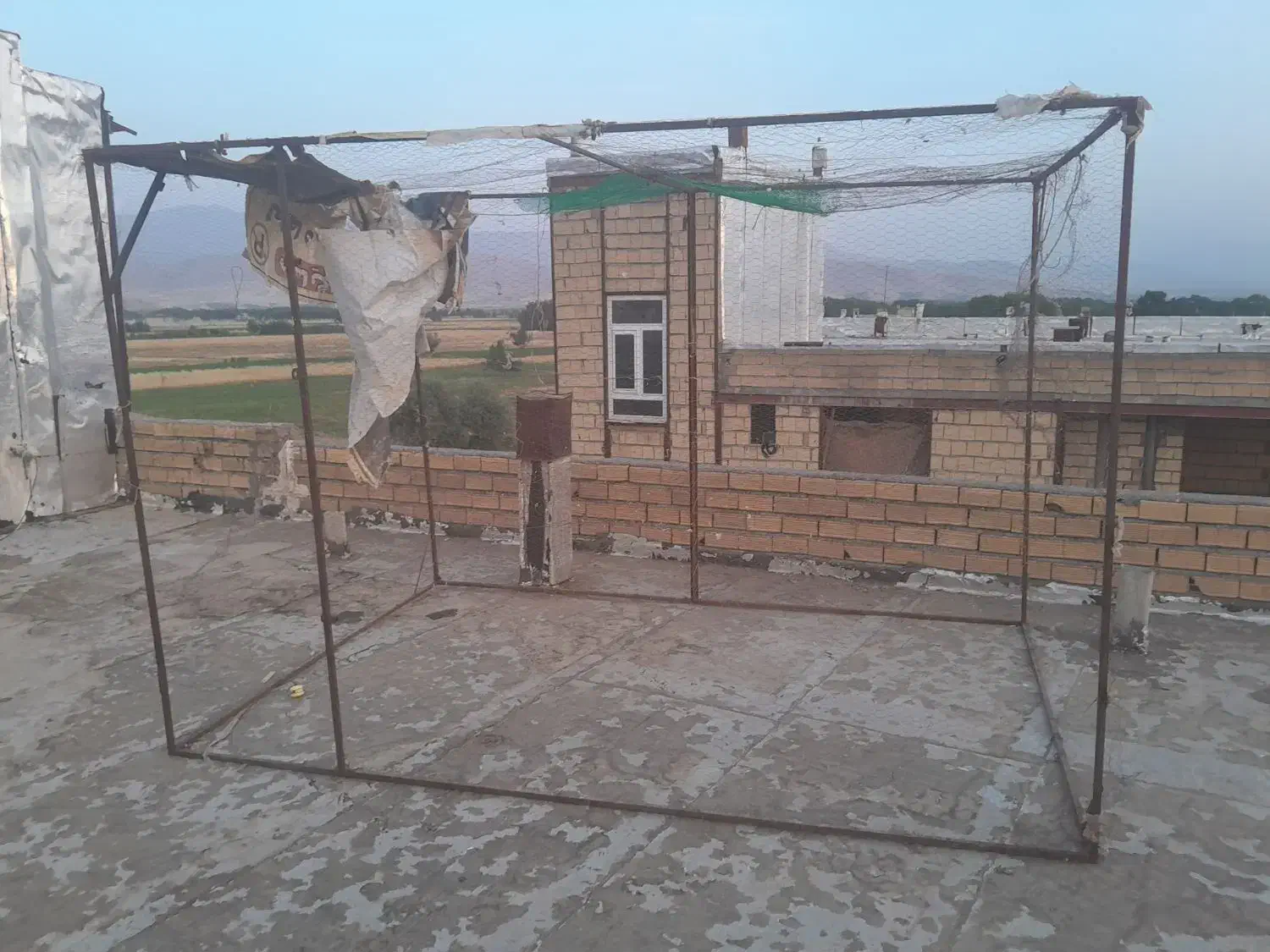 کبوتر قفس|پرنده|الشتر, |دیوار