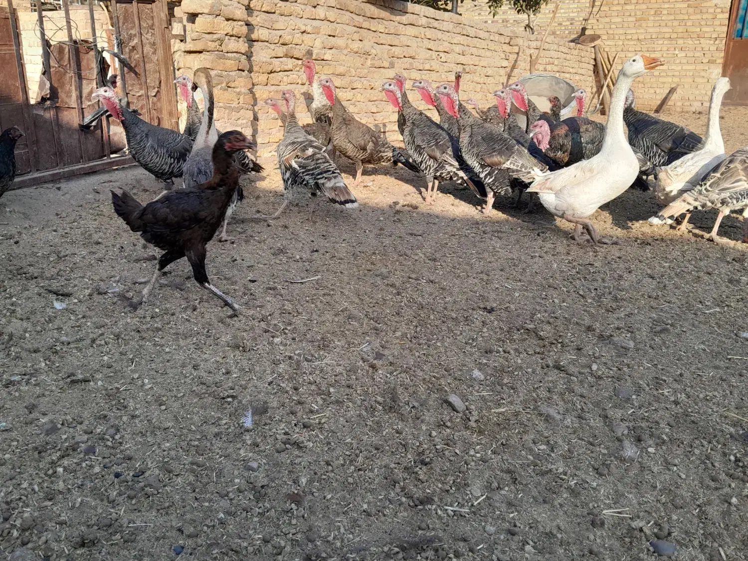 نقدی ومعاوضه با زعفران|حیوانات مزرعه|تایباد, |دیوار