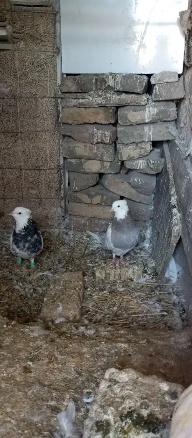 فروشی،طوق|پرنده|فردوس (خراسان), |دیوار