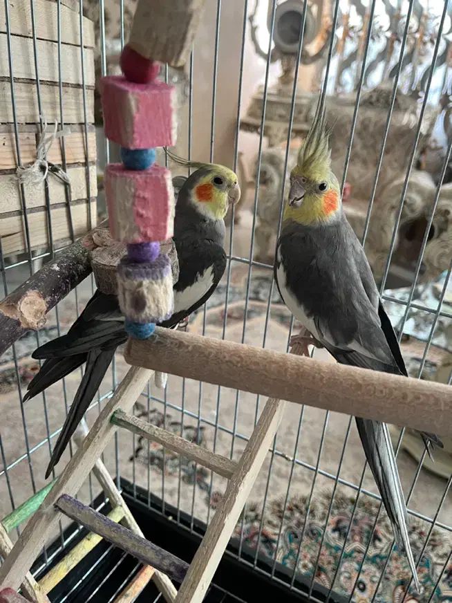 عروس هلندی|پرنده|هشتگرد, شهرک کوثر|دیوار