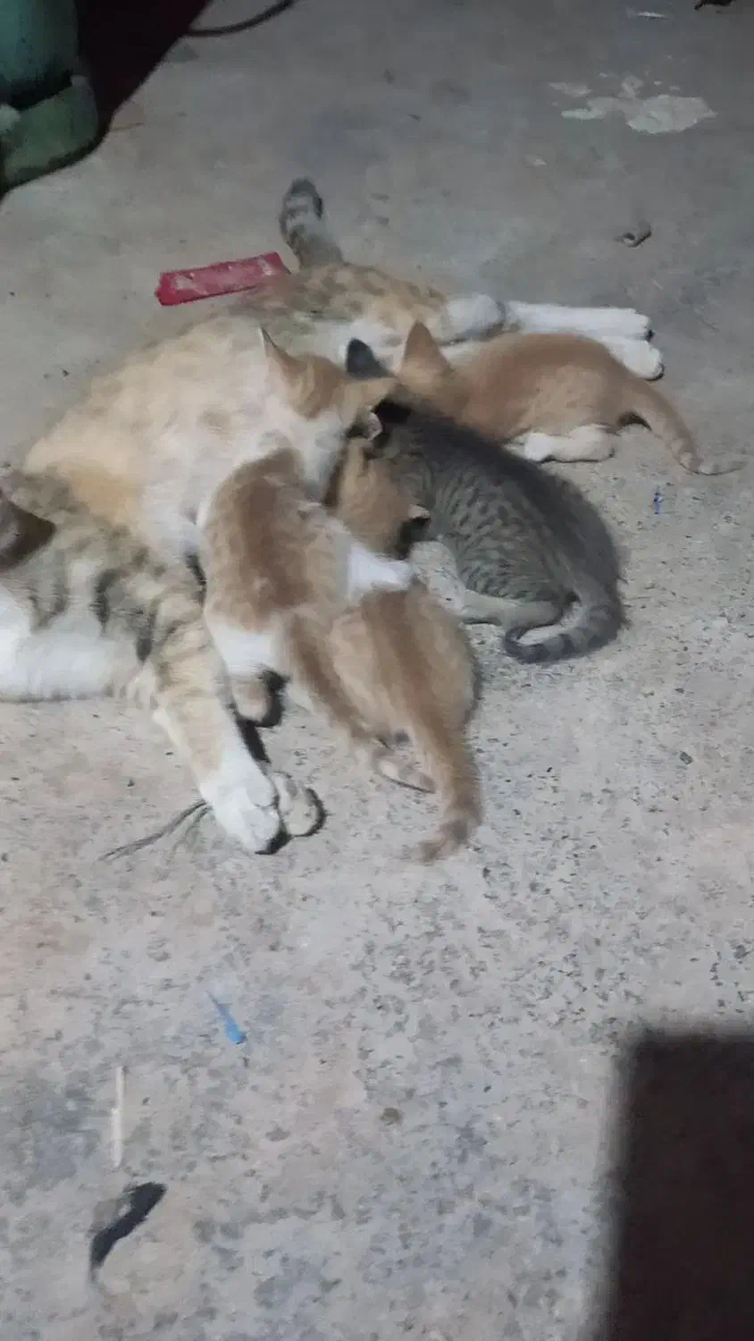 واگذاری بچه گربه|گربه|گرمسار, |دیوار