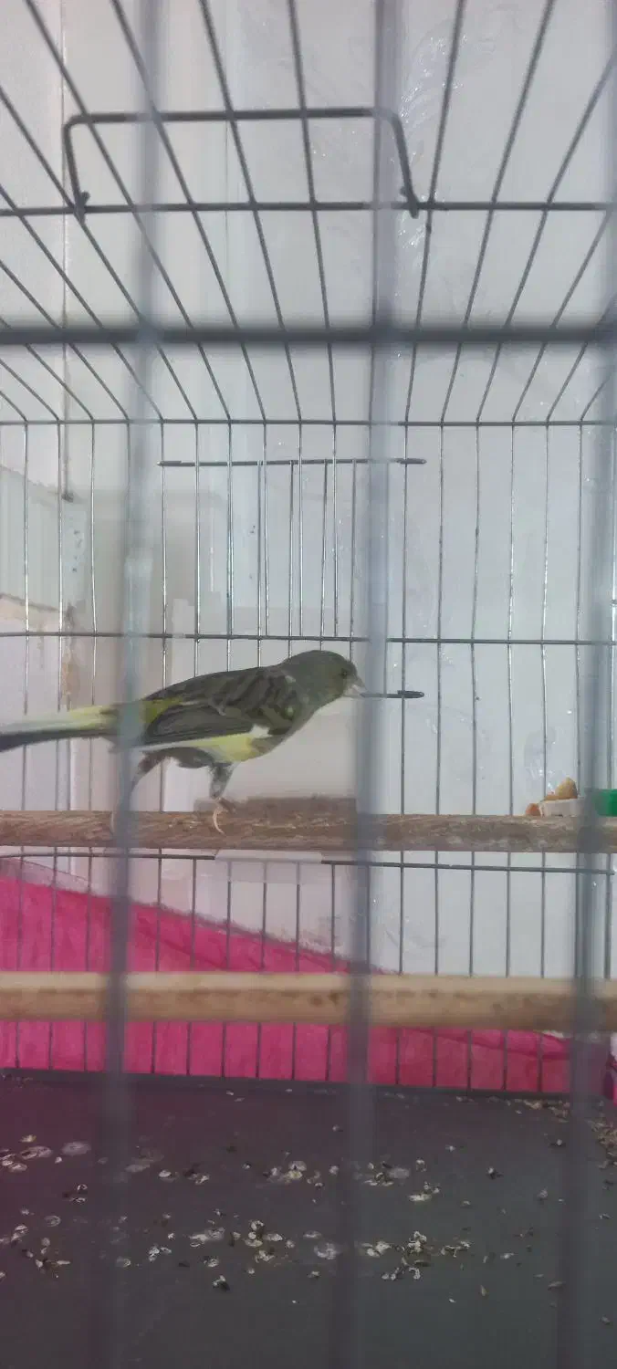 قناری نر|پرنده|قم, شهر قائم|دیوار