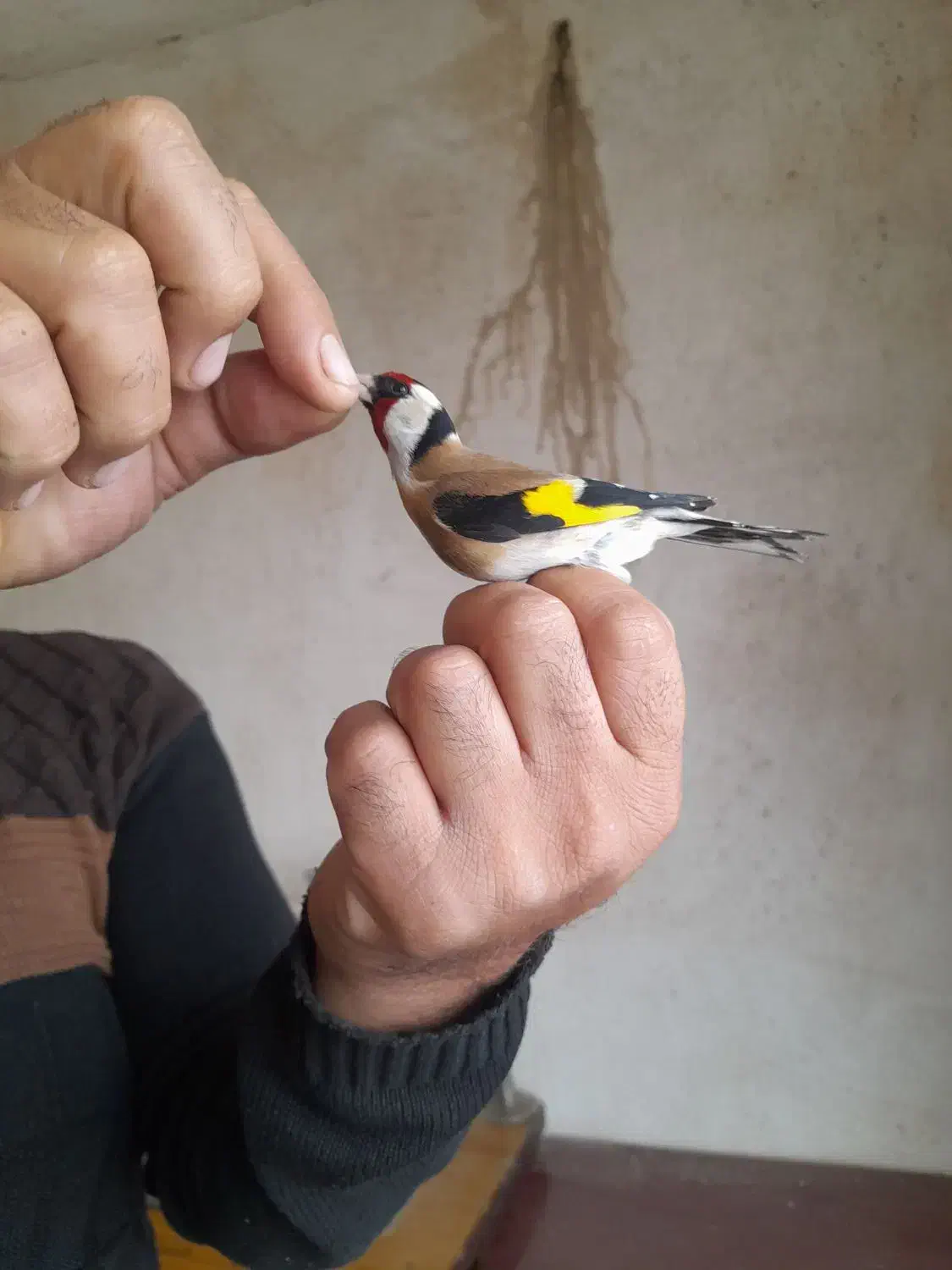 سهره|پرنده|دیواندره, |دیوار