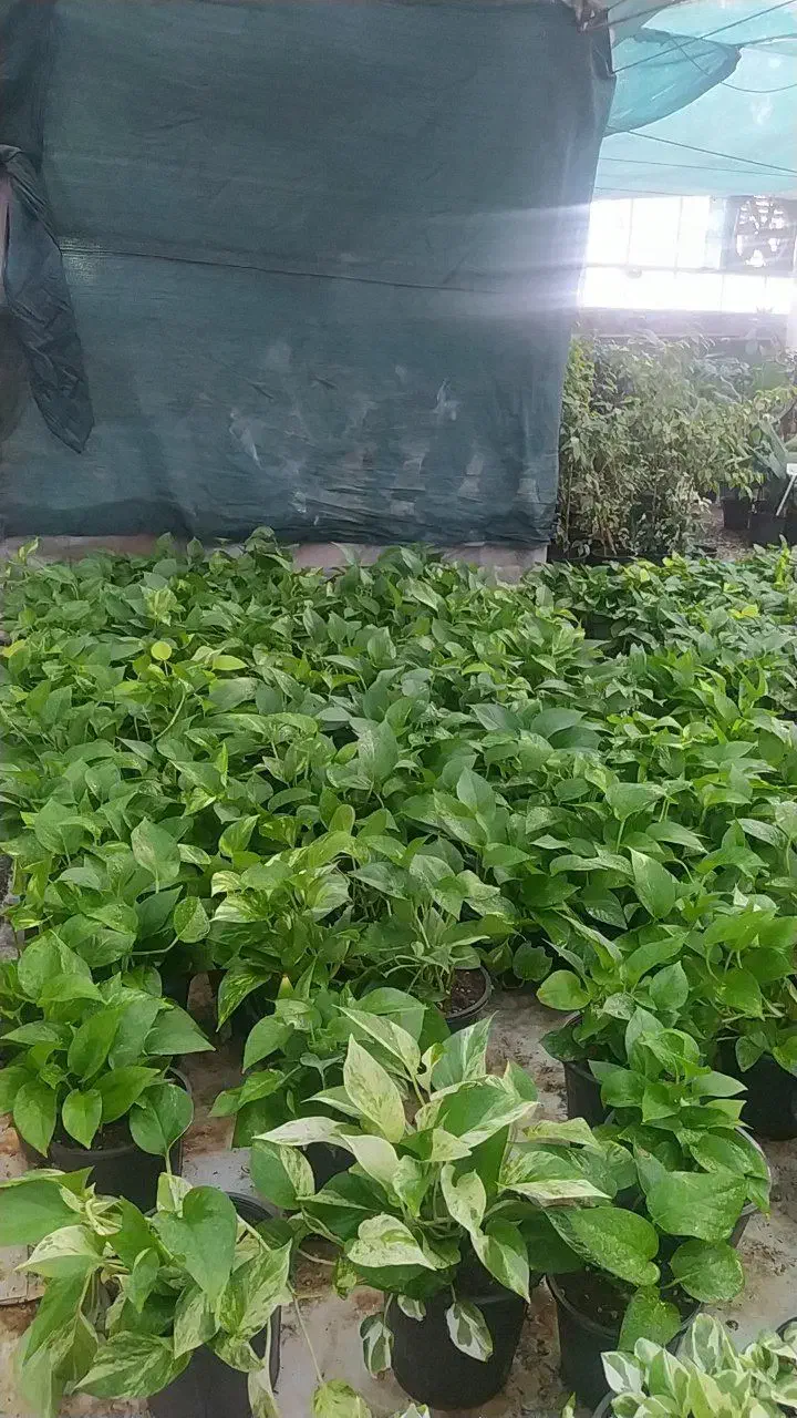 اجاره گلخانه فضاهای ۵۰ متری|اجارهٔ مغازه و غرفه|ری, فیروزآباد|دیوار