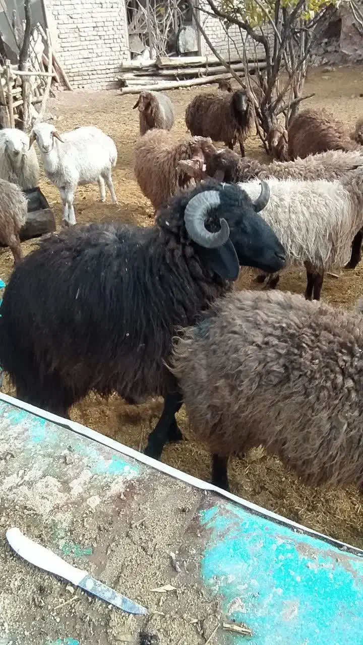 بره نروماده خرج خورده هم برا کشتار هم پروار ۳۷۰|حیوانات مزرعه|کاشان, فاز ۱ ناجی آباد|دیوار