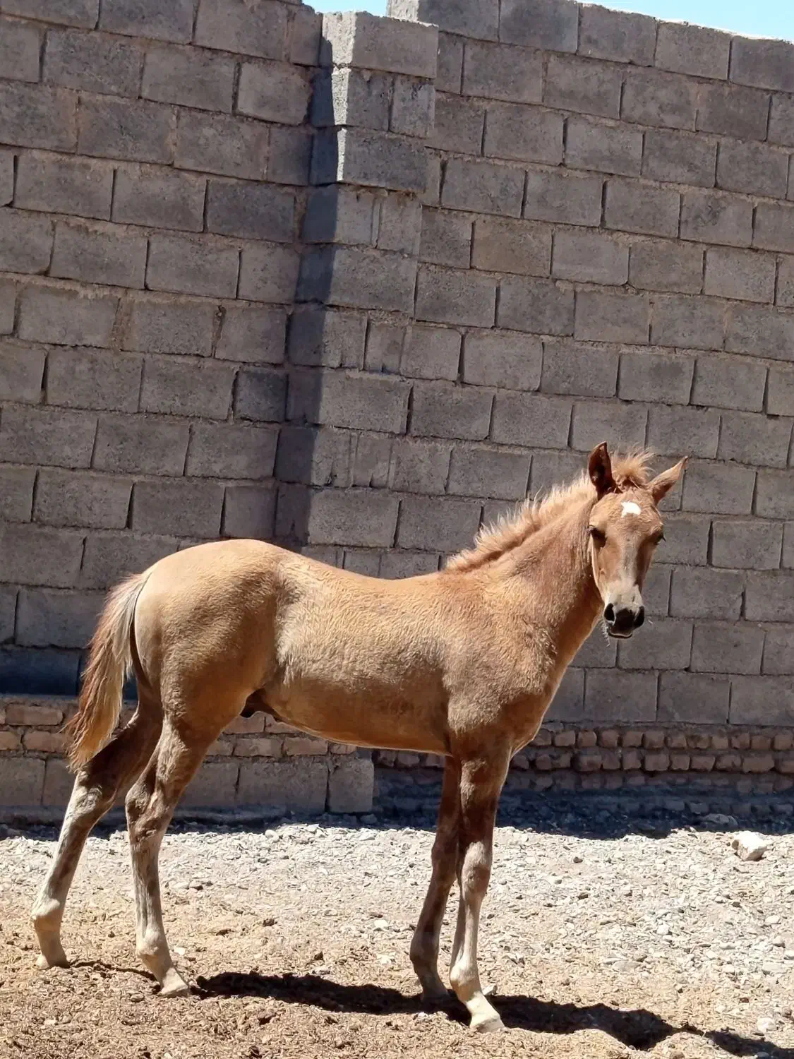 کره نریان پنج نشان ۷ماه  یورقع نیستن|اسب و تجهیزات اسب‌سواری|مه ولات, |دیوار