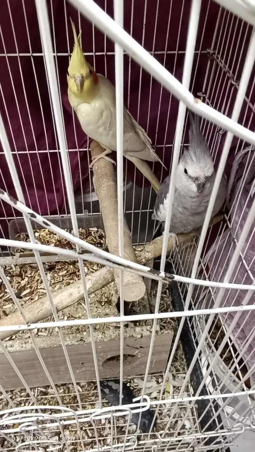 عروس هلندی|پرنده|همدان, |دیوار