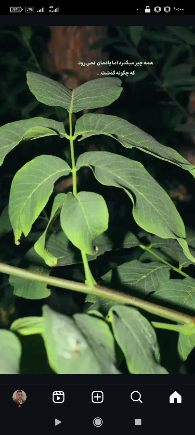 خریدوفروش انواع‌چوب|خدمات باغبانی و درختکاری|آذرشهر, |دیوار