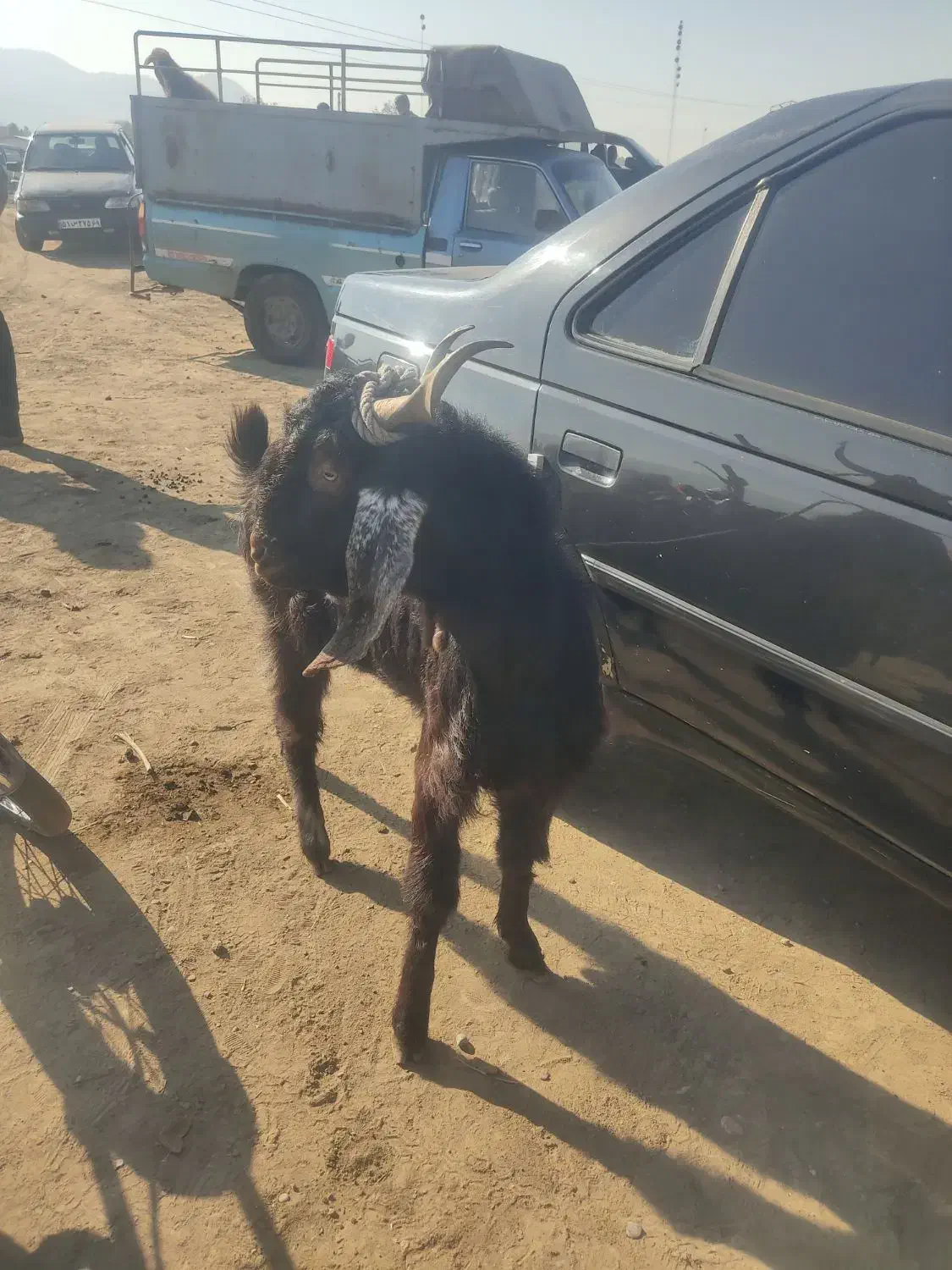 نر بز|حیوانات مزرعه|فاضل آباد, |دیوار