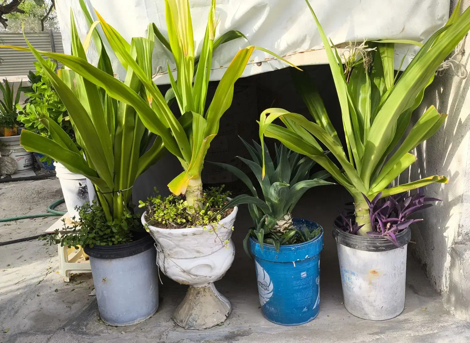 حـراج انواع گل و گیاه|گل و گیاه طبیعی|کیش, |دیوار