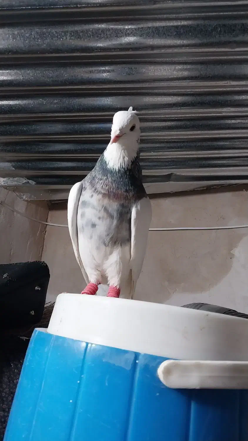 طوقی نر|پرنده|رشتخوار, |دیوار