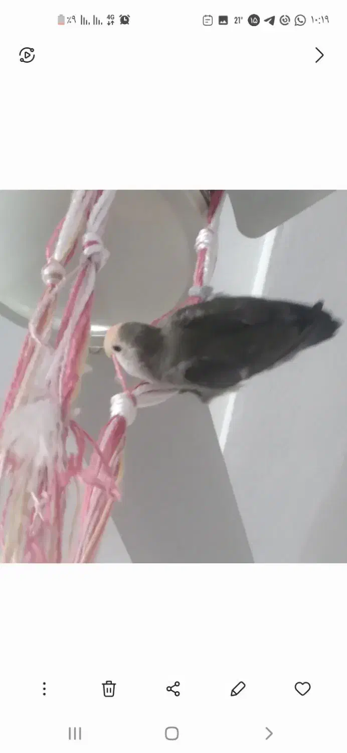 طوطی برزیلی|پرنده|عسلویه, |دیوار