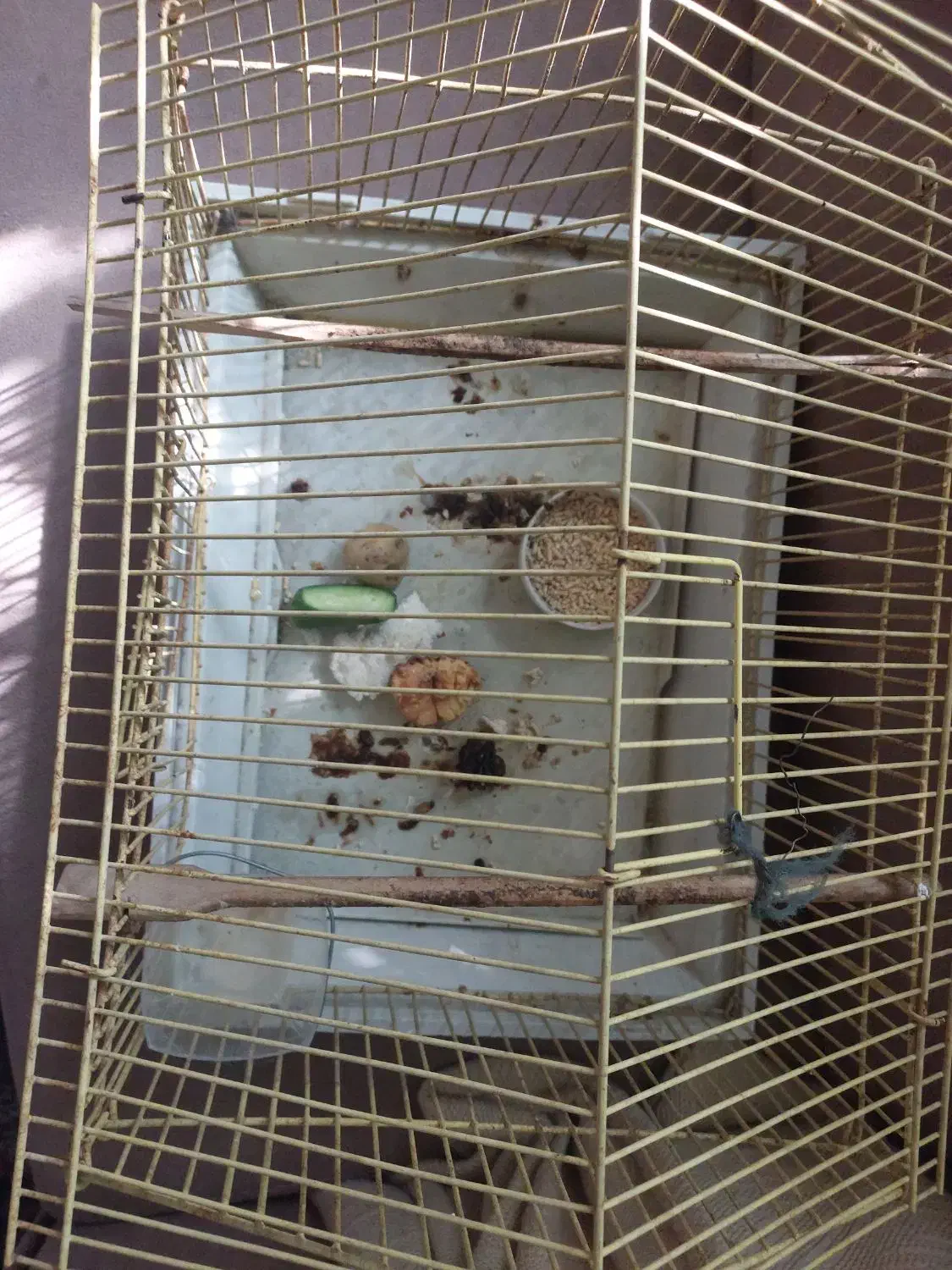 قفس پرنده|لوازم جانبی حیوانات|شیراز, درکی|دیوار