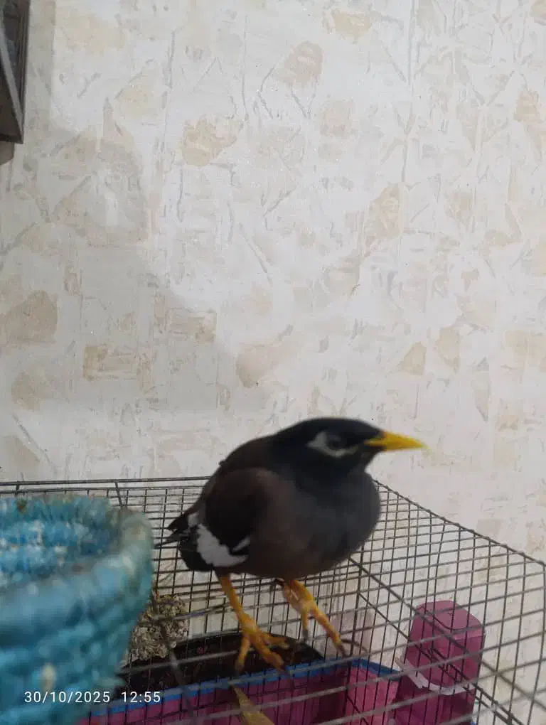 مرغ مینا دستی|پرنده|کارون, |دیوار