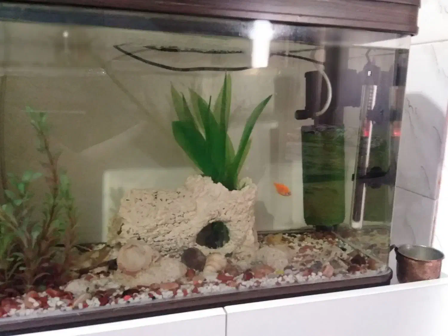 آکواریوم ماهیران|ماهی|محمدشهر, ولدآباد|دیوار