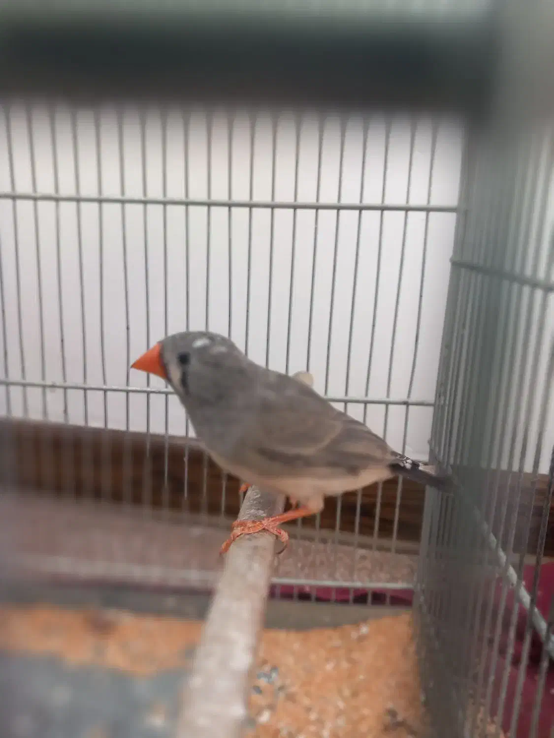 فنج|پرنده|مشکین‌دشت, |دیوار