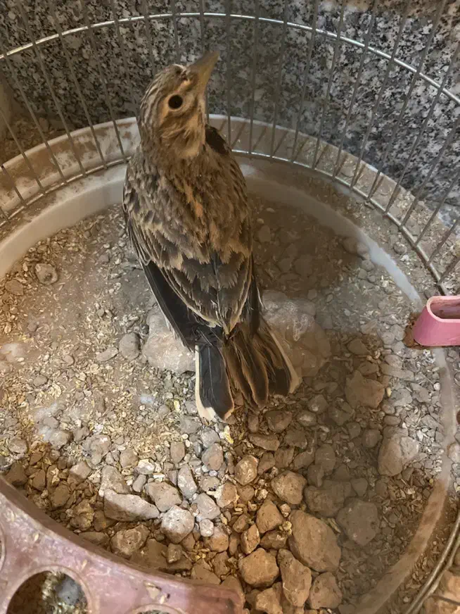 سهره|پرنده|کرمان, |دیوار