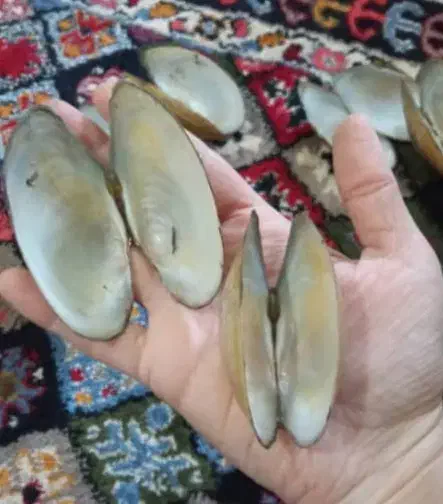 صدف|صنایع دستی و سایر لوازم تزئینی|بندر انزلی, معلم|دیوار