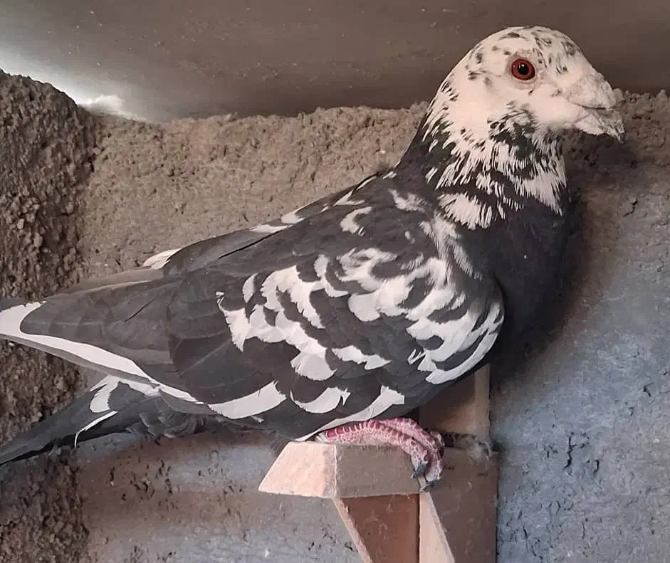 بزک سیاه|پرنده|پاسارگاد, |دیوار