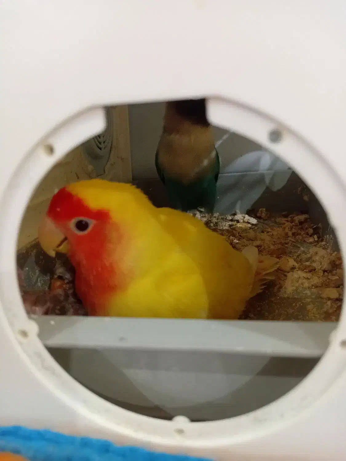 پرنده طوطی برزیلی|پرنده|اردبیل, |دیوار