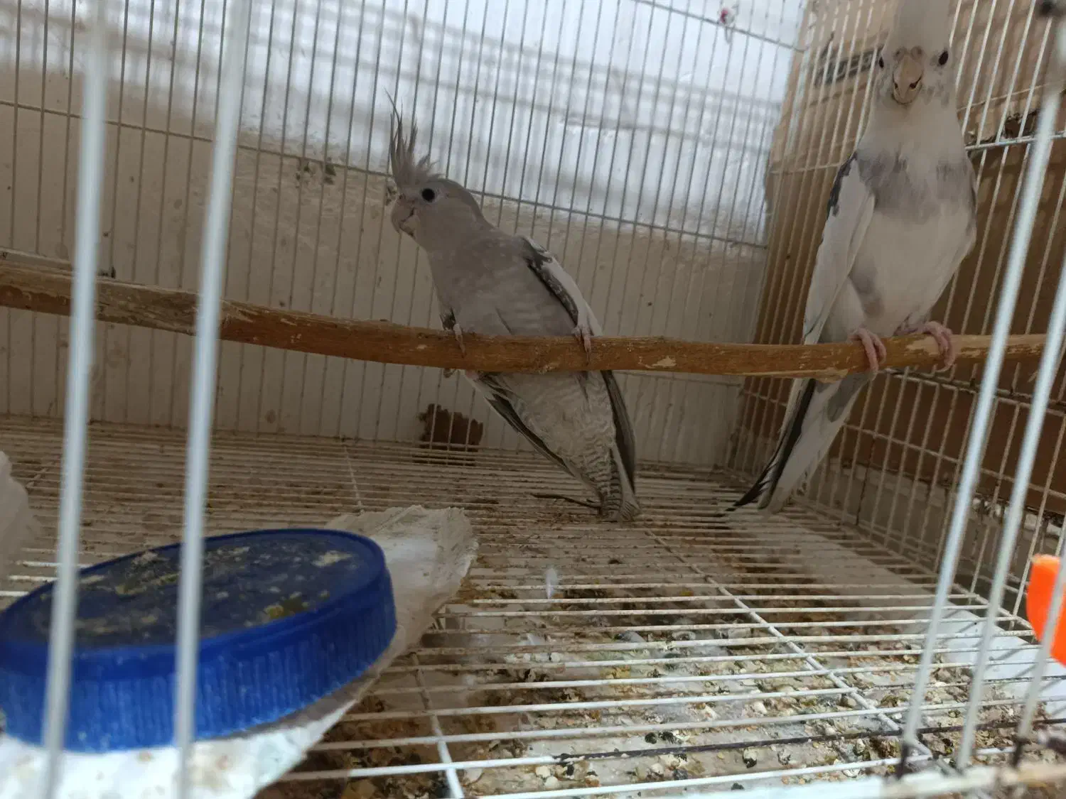 عروس هلندی مولد. کرنیچگ. بندر کنگ|پرنده|بندرلنگه, |دیوار