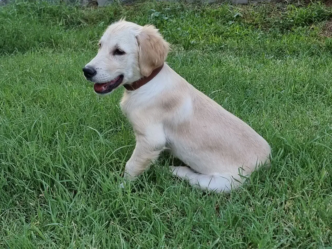 واگذاری توله گلدن رتریور / لابرادور رتریور|سگ|اصفهان, احمدآباد|دیوار