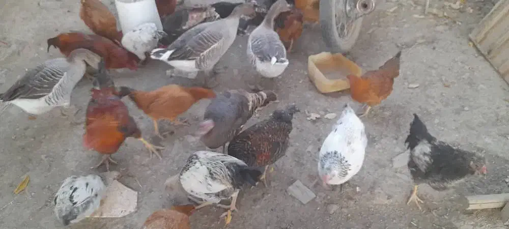 مرغ و بقلمون حیوانات مزرعه|حیوانات مزرعه|تویسرکان, |دیوار