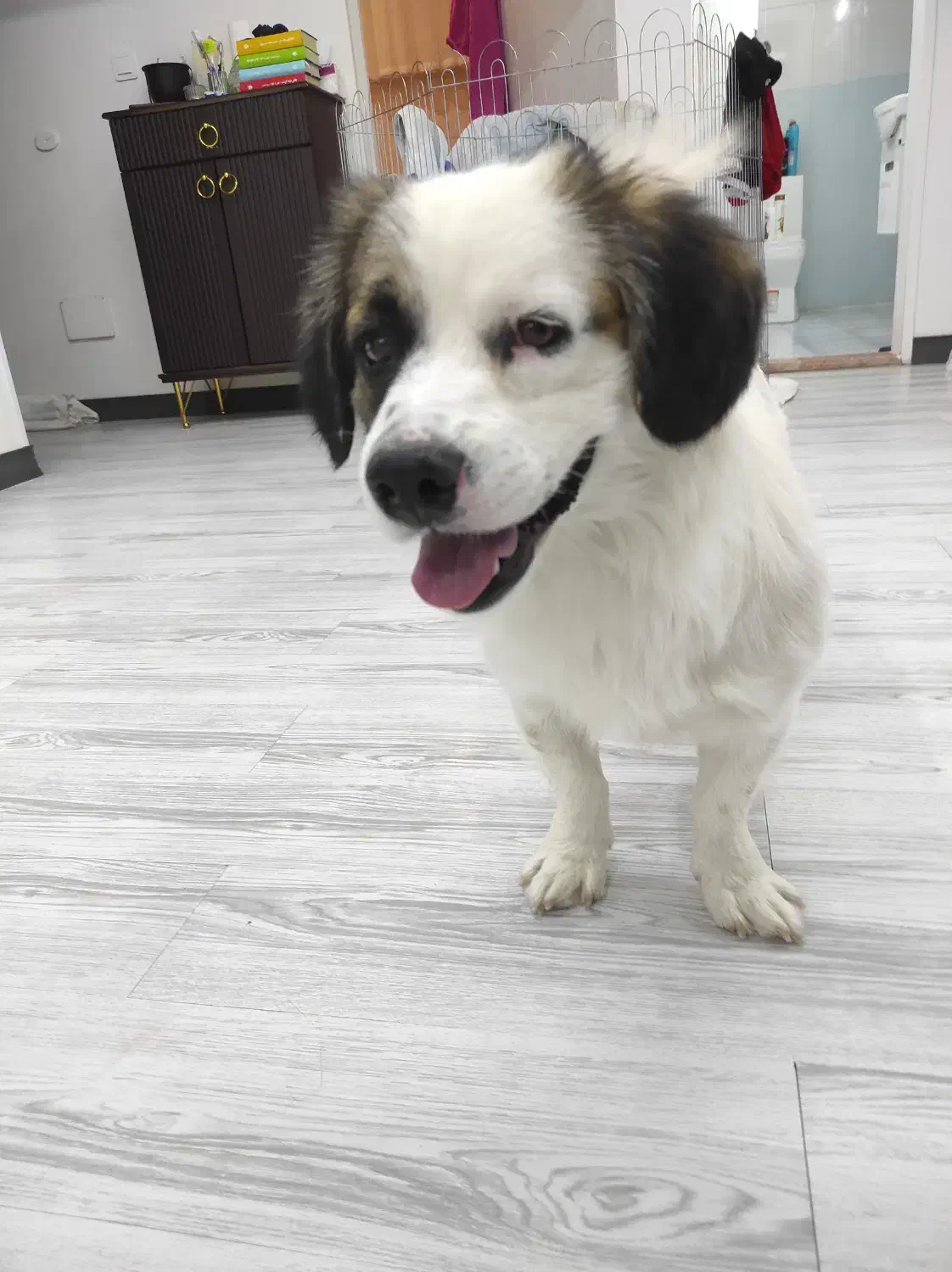 سگ پیدا شده|سگ|شاهینشهر, عطار|دیوار