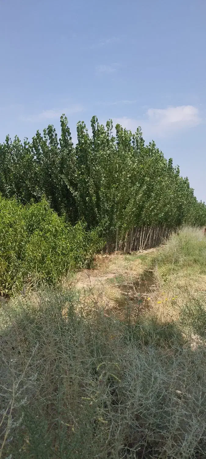 فروشنهالتضمینیدرنهالستانخورشید|خدمات باغبانی و درختکاری|سراب, |دیوار