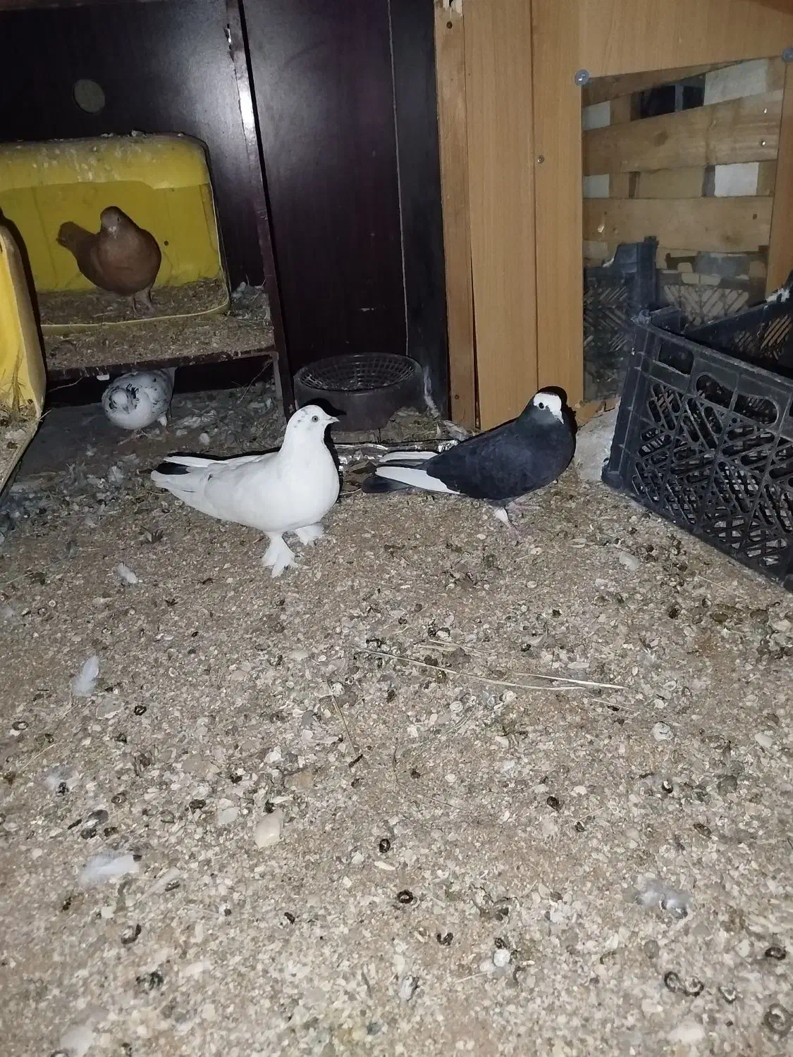 کبوتر|پرنده|قشم, |دیوار