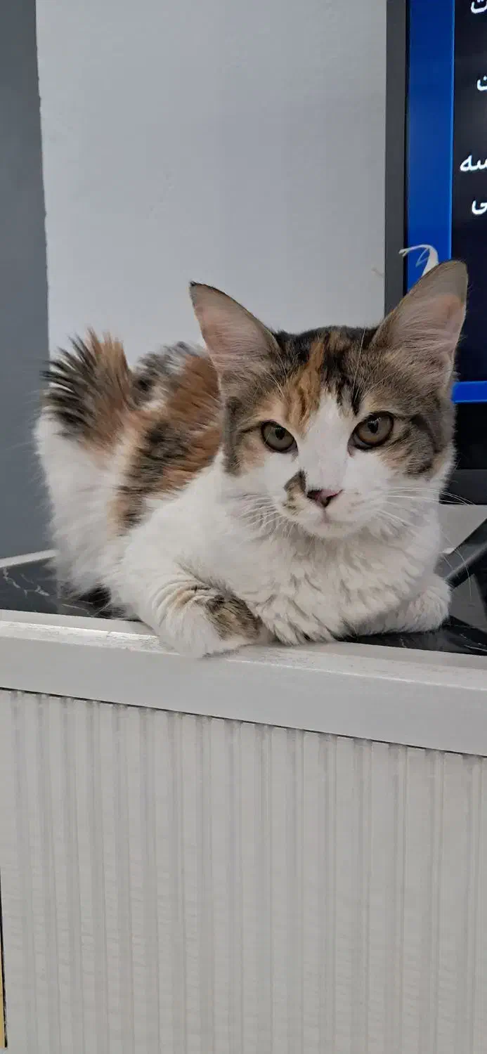 گربه واگذاری|گربه|ملارد, |دیوار