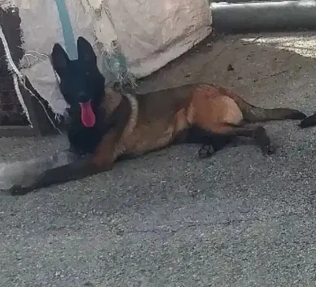 سگ مالینیوز|سگ|کرج, چمران|دیوار